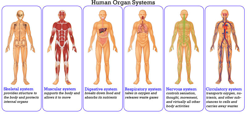 6. Organ System of Interest - Organ Donation Example Site